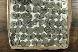 Lot: Cut & Polished, Pyrite Replaced Ammonite Pairs - Pairs #230340-1